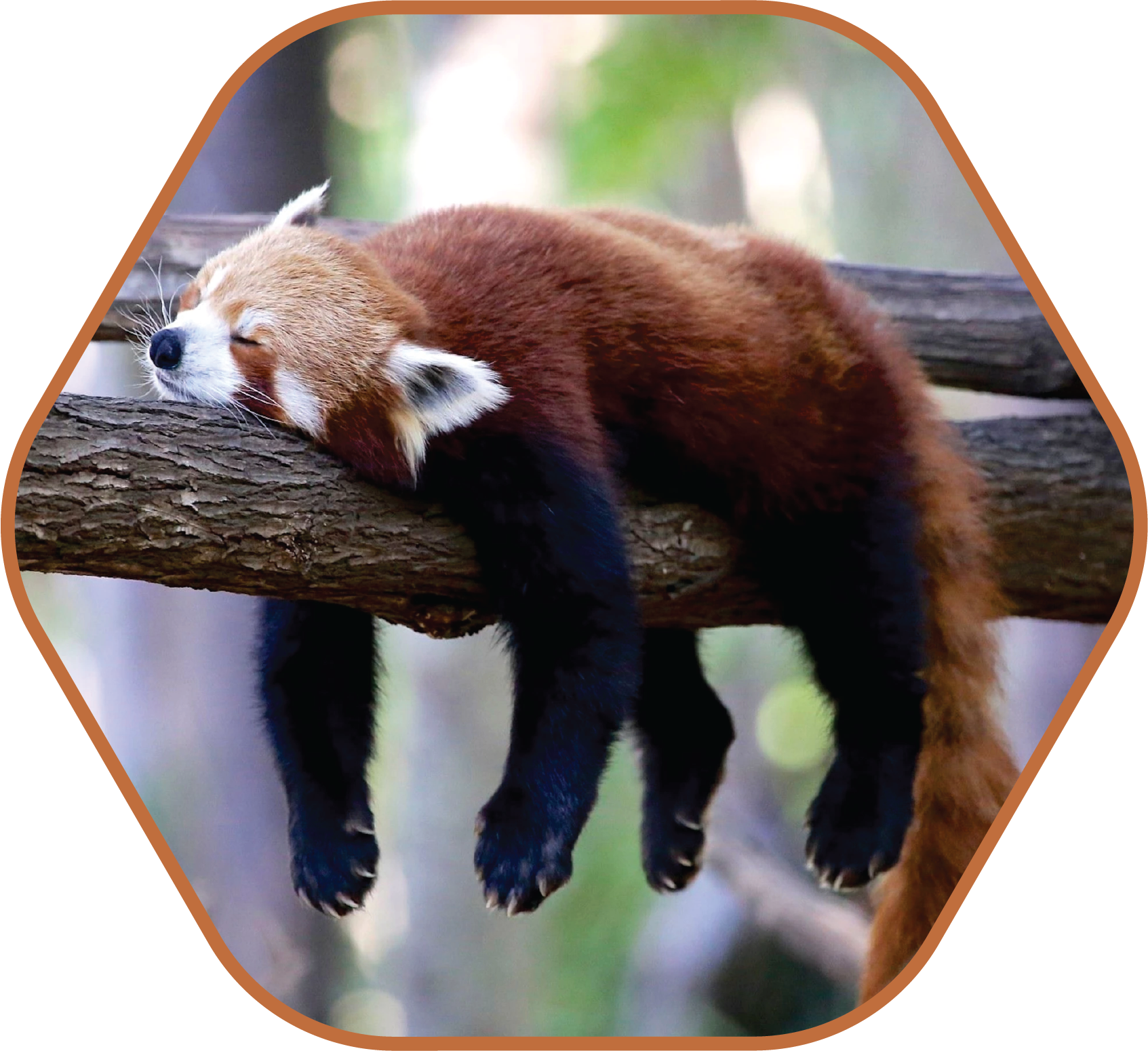 Conservation of Red Pandas