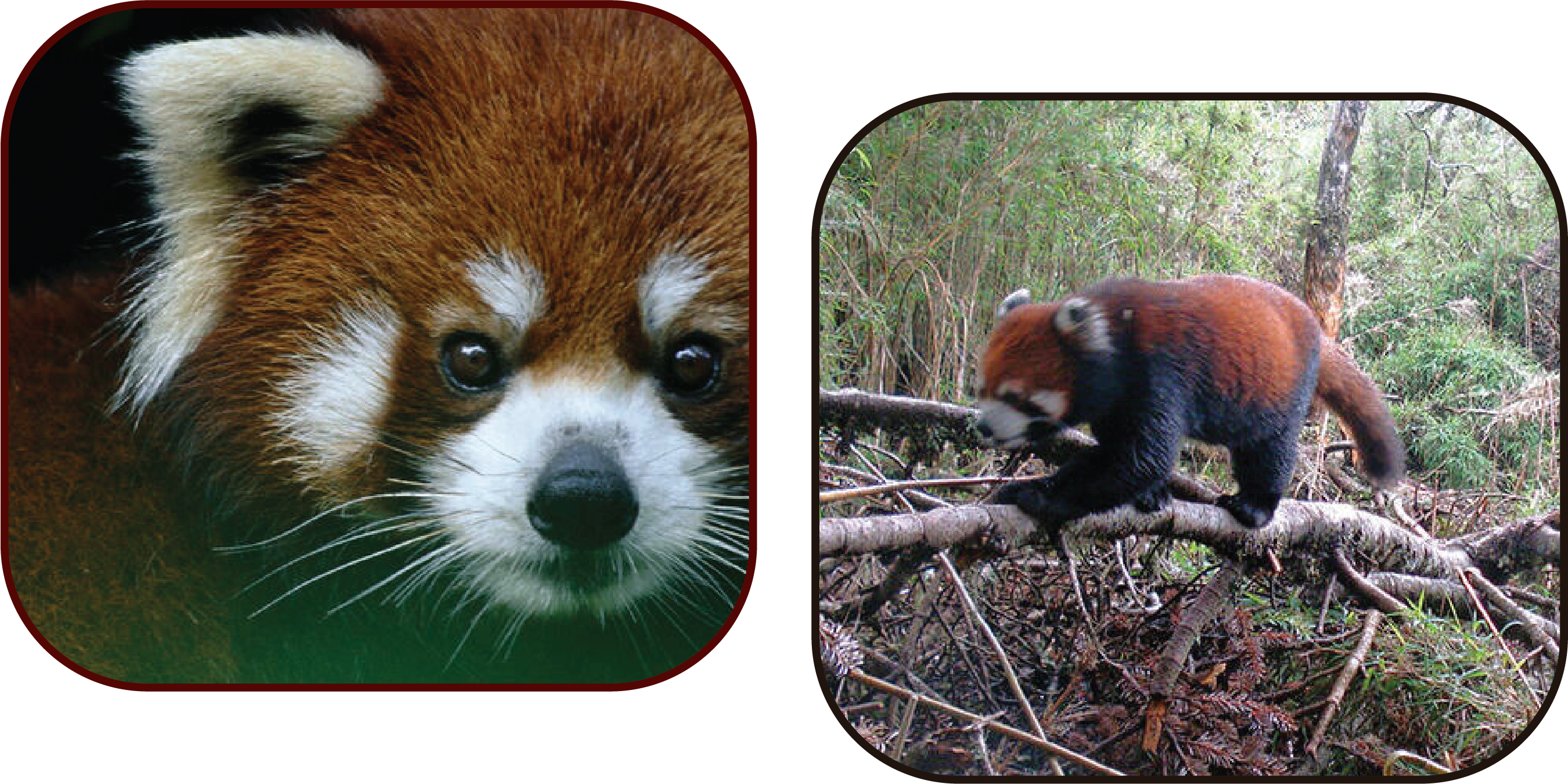 Habitat of Red Pandas